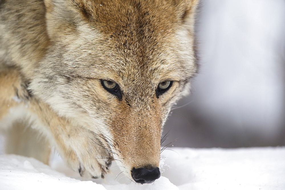 Coyote traking a prey in the snow, Yellowstone USA 