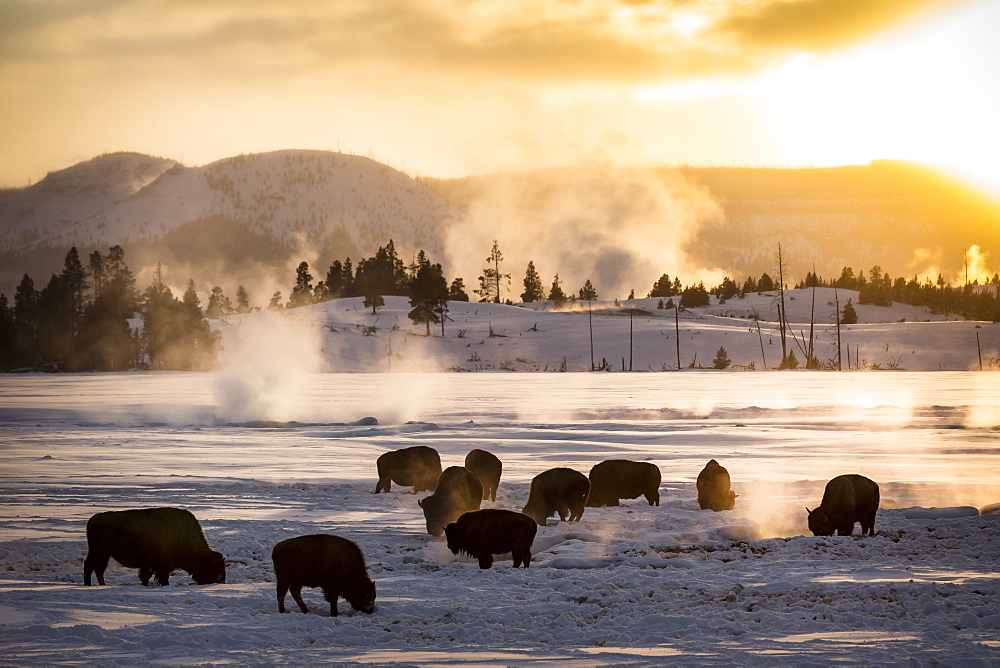 American bisons near hot springs in winter, Yellowstone USA