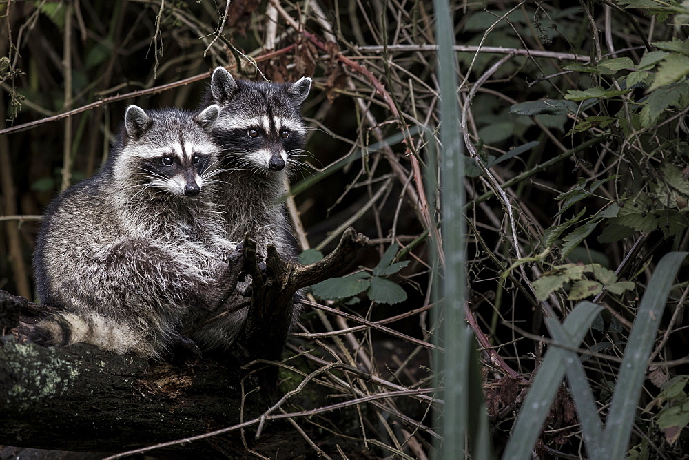 Raccoons on a bank, British Columbia Canada