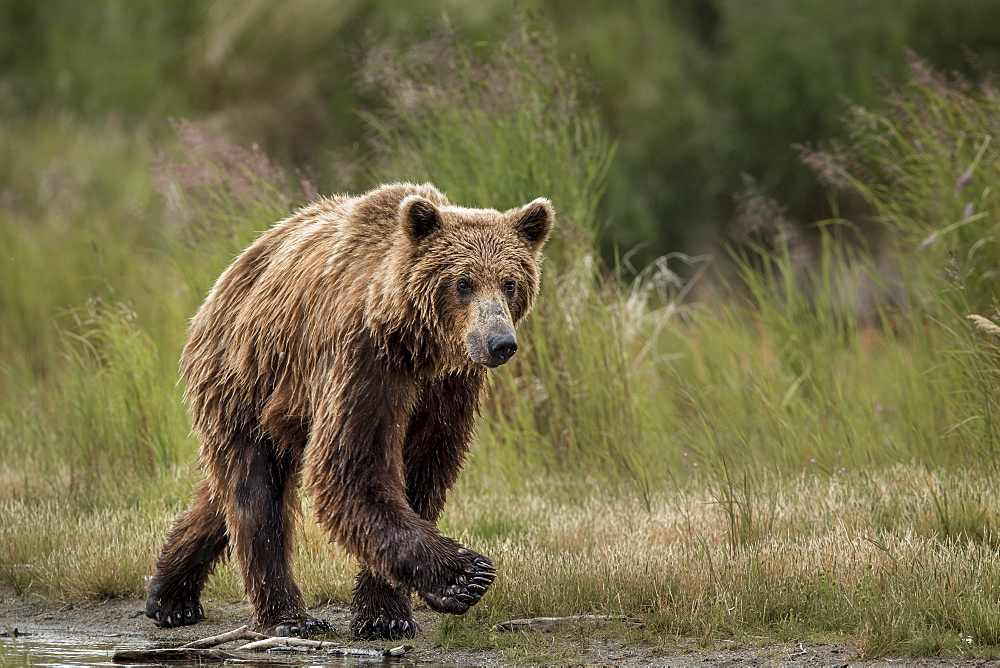 Grizzly walking on bank, Katmai Alaska USA