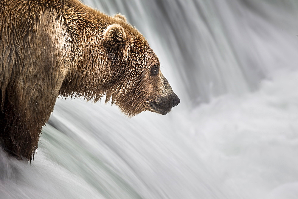 Grizzly fishing Salmons in a waterfall, Katmai Alaska USA