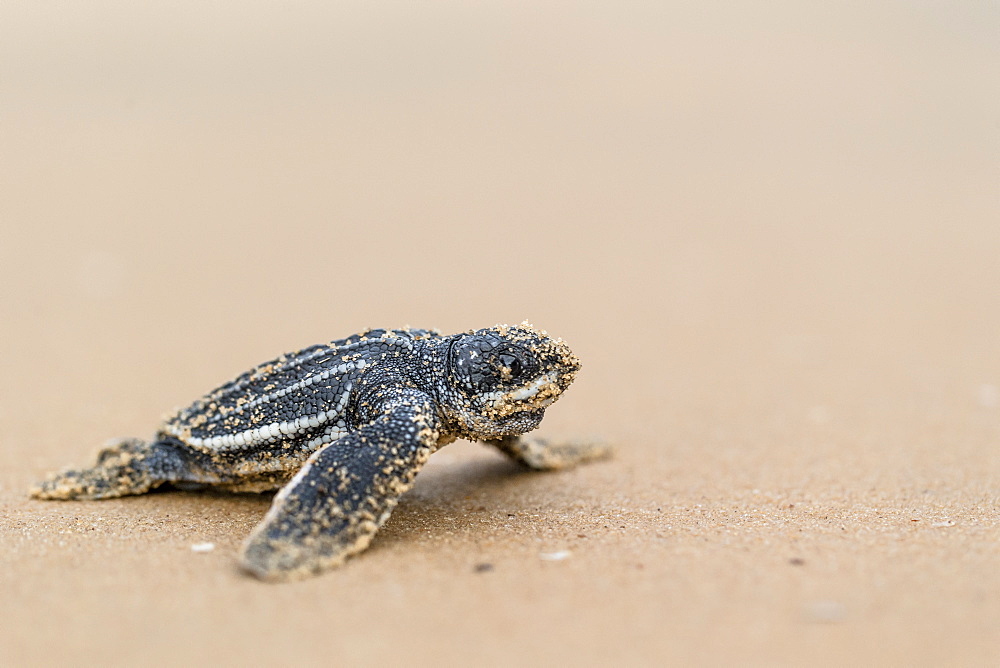 Young Leatherback turtle on sand, French Guiana