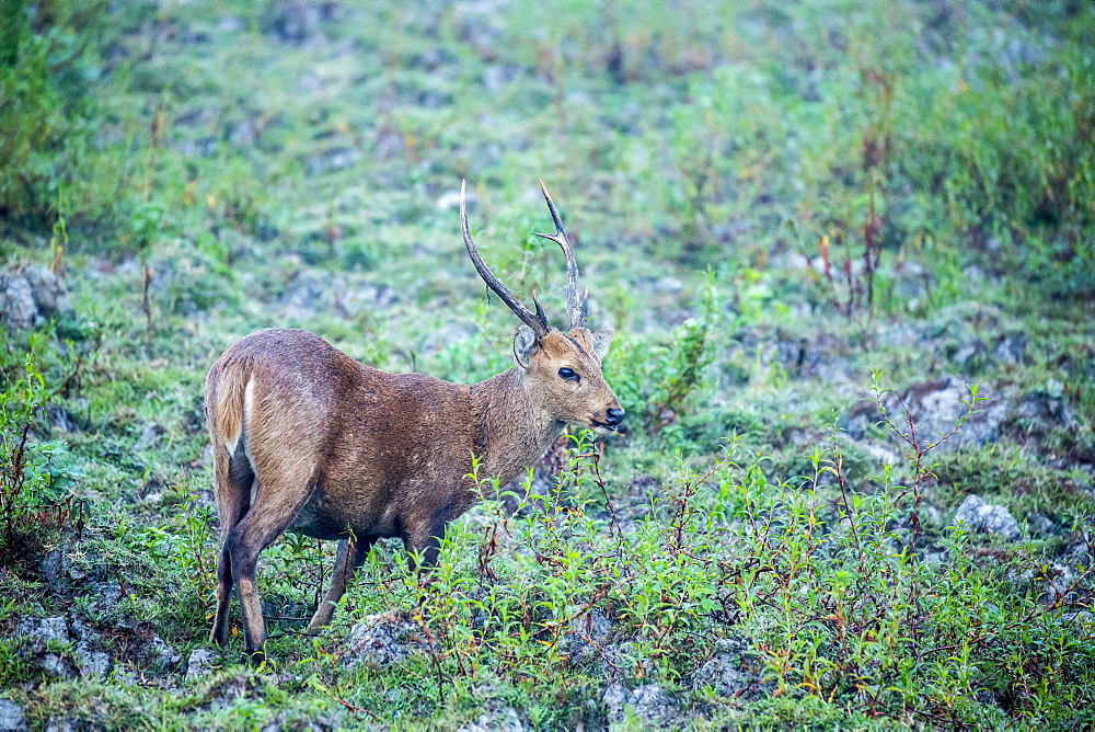 India, Assam, Kaziranga national park, Unesco World Heritage, hog deer (Axis porcinus)