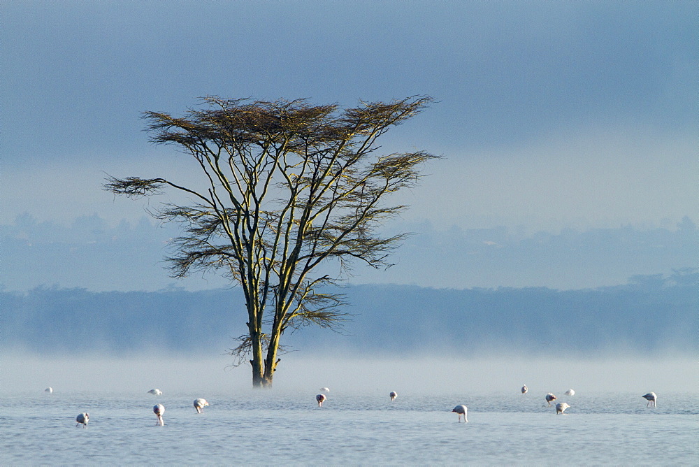 Kenya, lake Nakuru, flooded in 2014