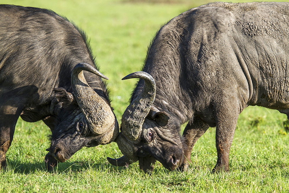 Kenya, Masai-Mara game reserve, buffalo (Syncerus caffer), males fighting