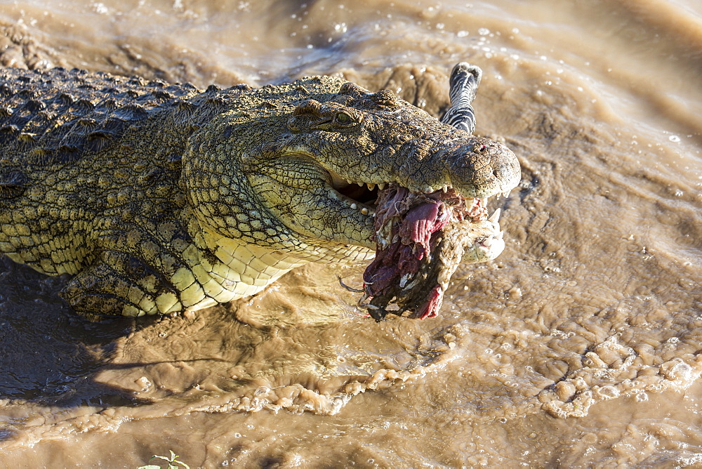 Kenya, Masai-Mara game reserve, Mara river, Nile crocodile (Crocodylus niloticus), fighting