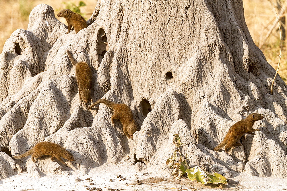 Botswana, Khwai river reserve, Dwarf mongoose (Helogale parvula), group on termite mound