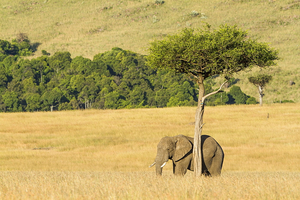 Kenya, Masai-Mara Game Reserve, Elephant (Loxodonta africana), feeding