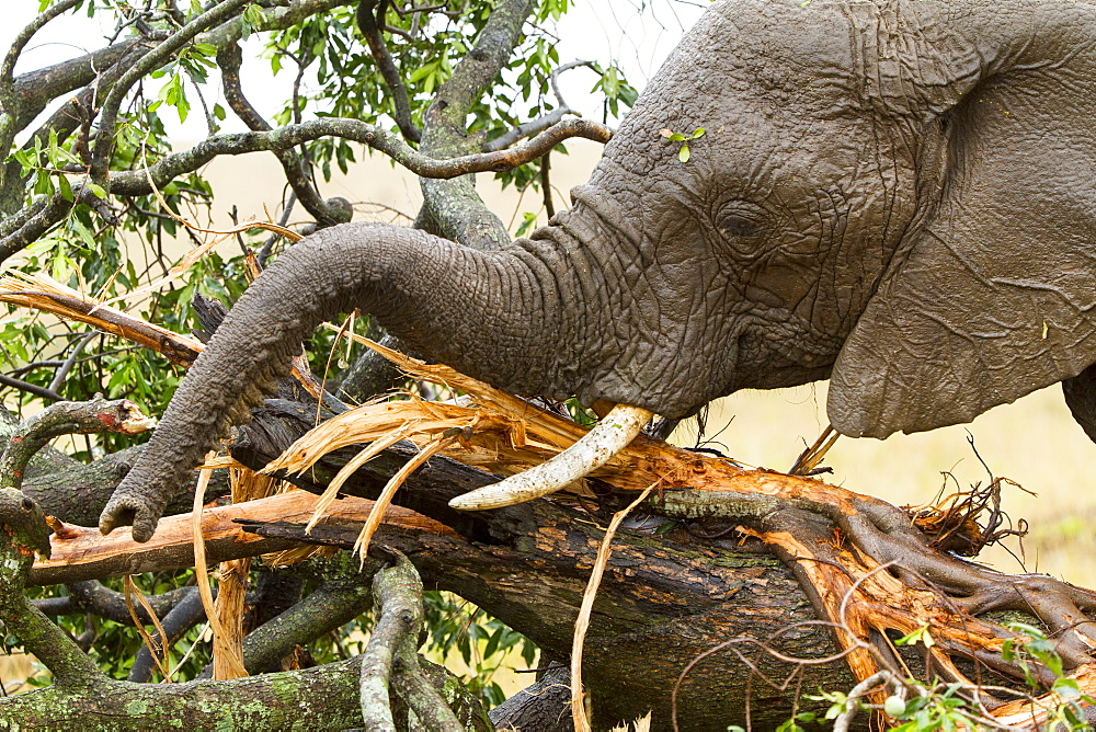 Kenya, Masai-Mara Game Reserve, Elephant (Loxodonta africana), a eating barks under the rain