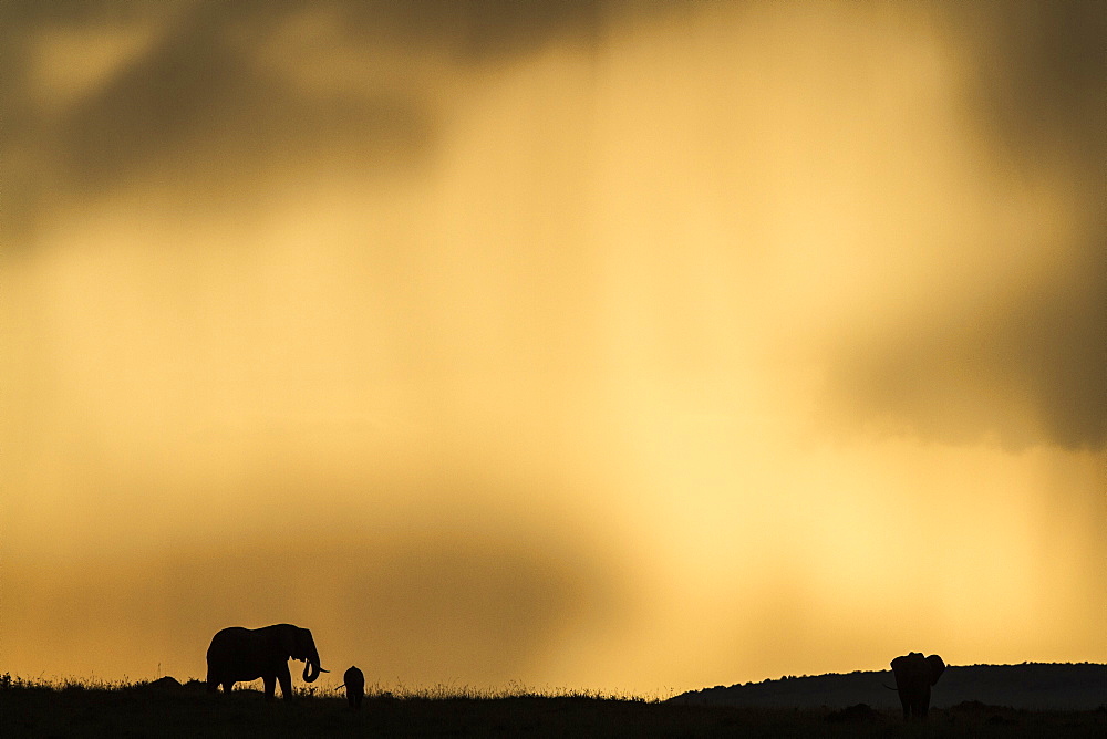 Kenya, Masai-Mara Game Reserve, Elephant (Loxodonta africana), at sunset