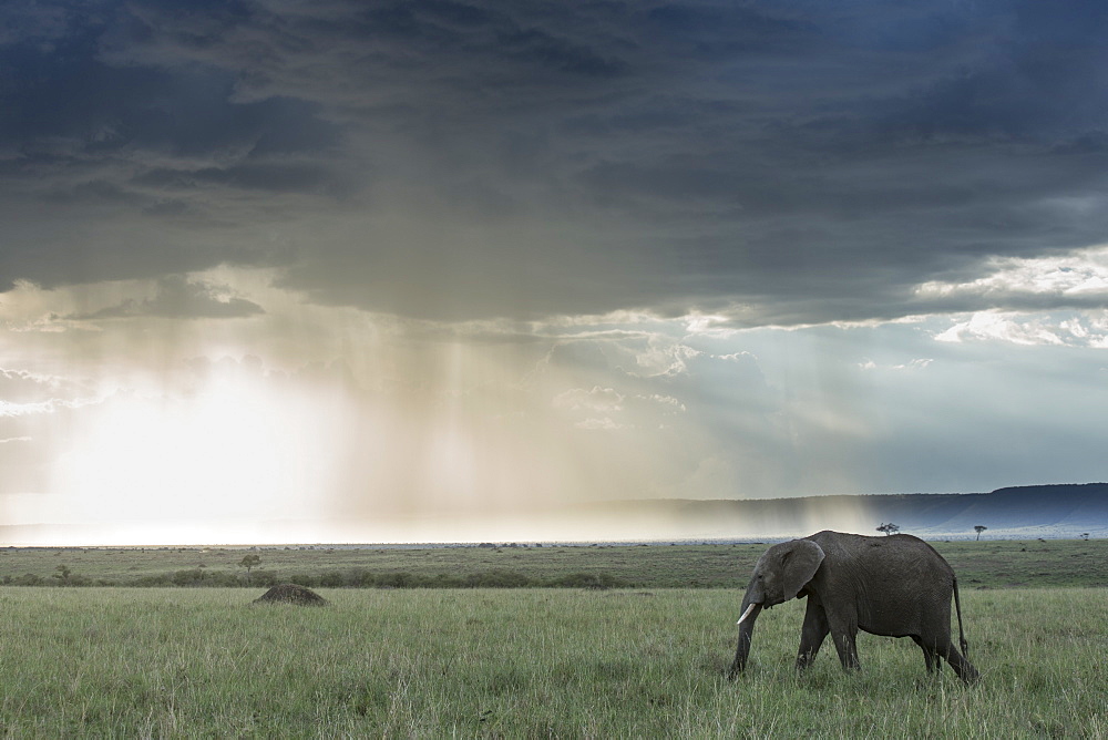 Kenya, Masai-Mara Game Reserve, Elephant (Loxodonta africana), and storm