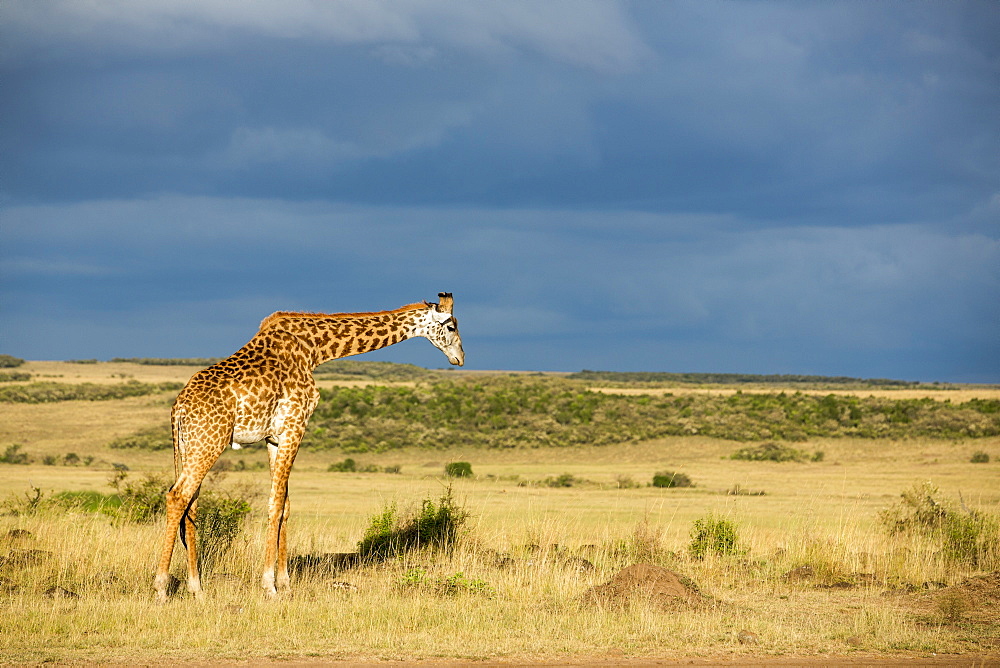 Kenya, Masai-Mara Game Reserve, Girafe masai (Giraffa camelopardalis)