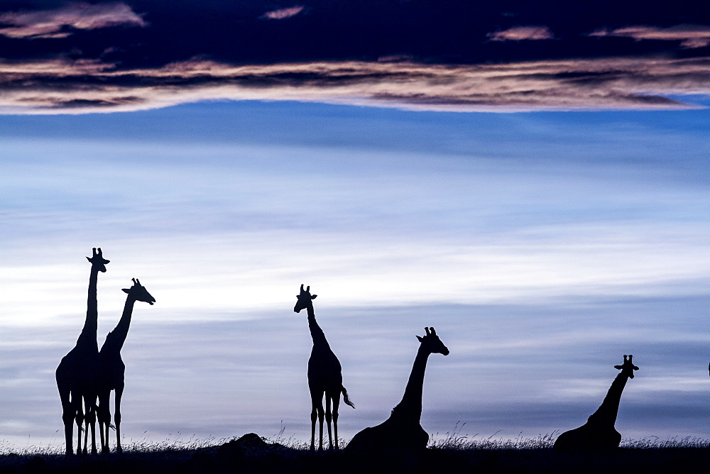 Kenya, Masai-Mara Game Reserve, Girafe masai (Giraffa camelopardalis), at sunrise