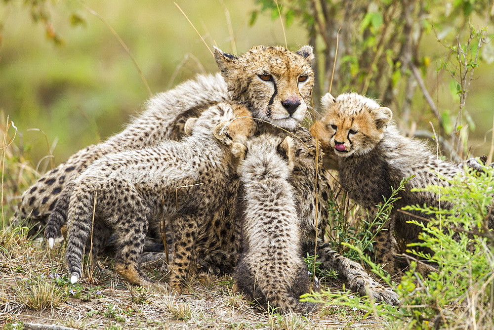 Kenya, Masai-Mara game reserve, cheetah (Acinonyx jubatus), female and cubs 8/9 weeks old