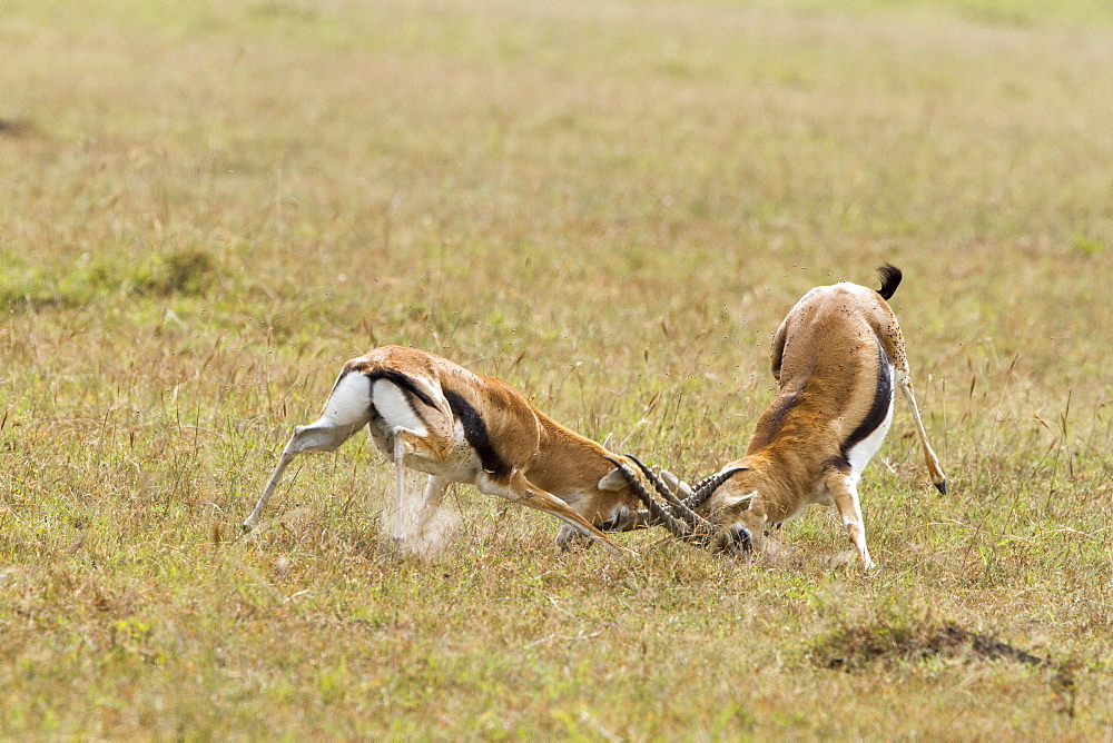 Kenya, Masai-Mara game reserve, Thomson's gazella (Gazella Thomsonii), males fighting