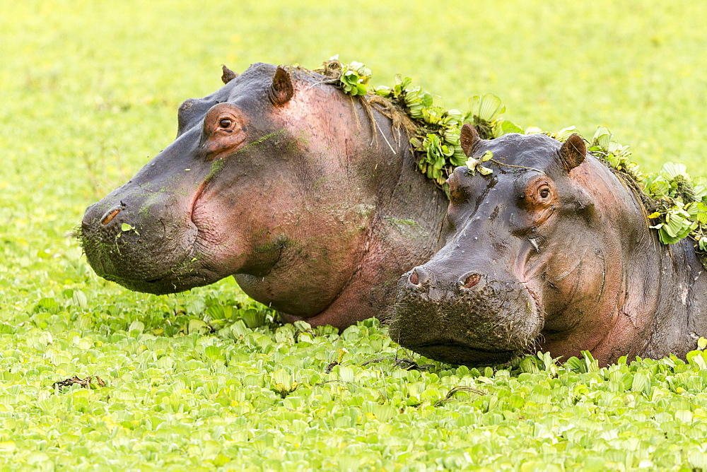 Kenya, Masai-Mara game reserve, Hippopotamus (Hippopotamus amphibius), in water lettuces