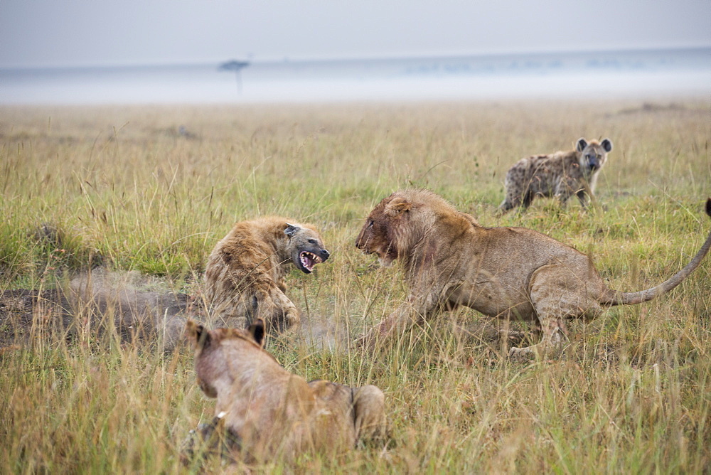 Kenya, Masai-Mara game reserve, lion (Panthera leo), conflict with spotted hyenas on a kill