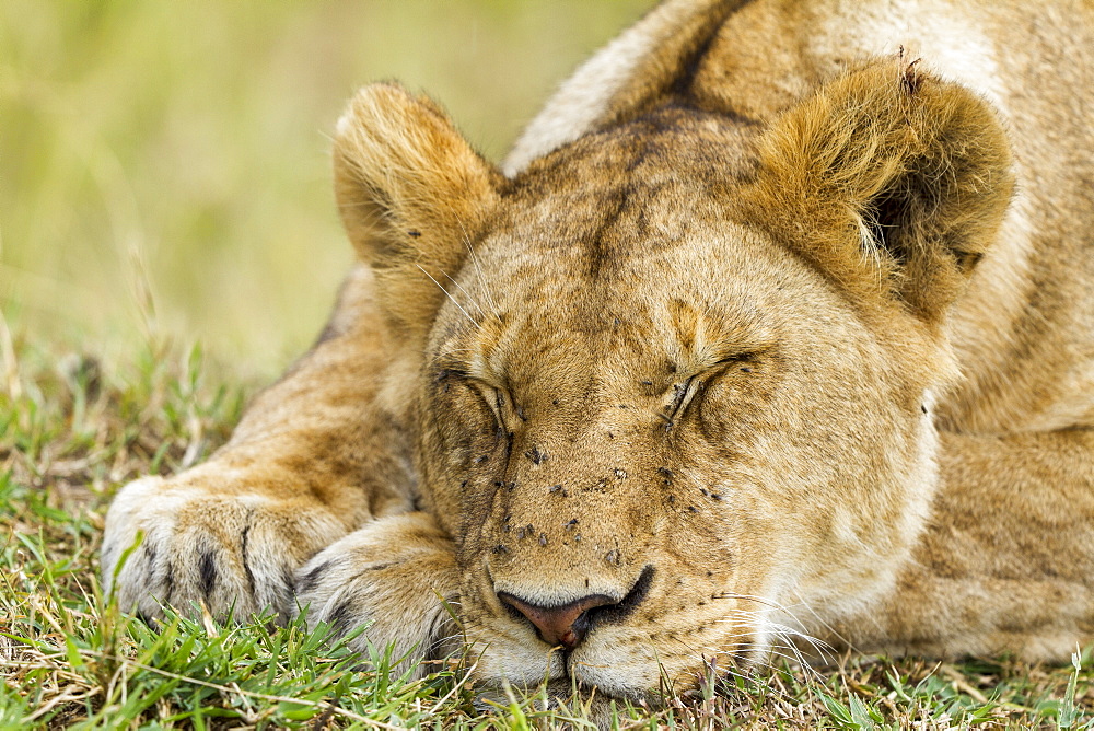 Kenya, Masai-Mara game reserve, Lion (Panthera leo), female at rest