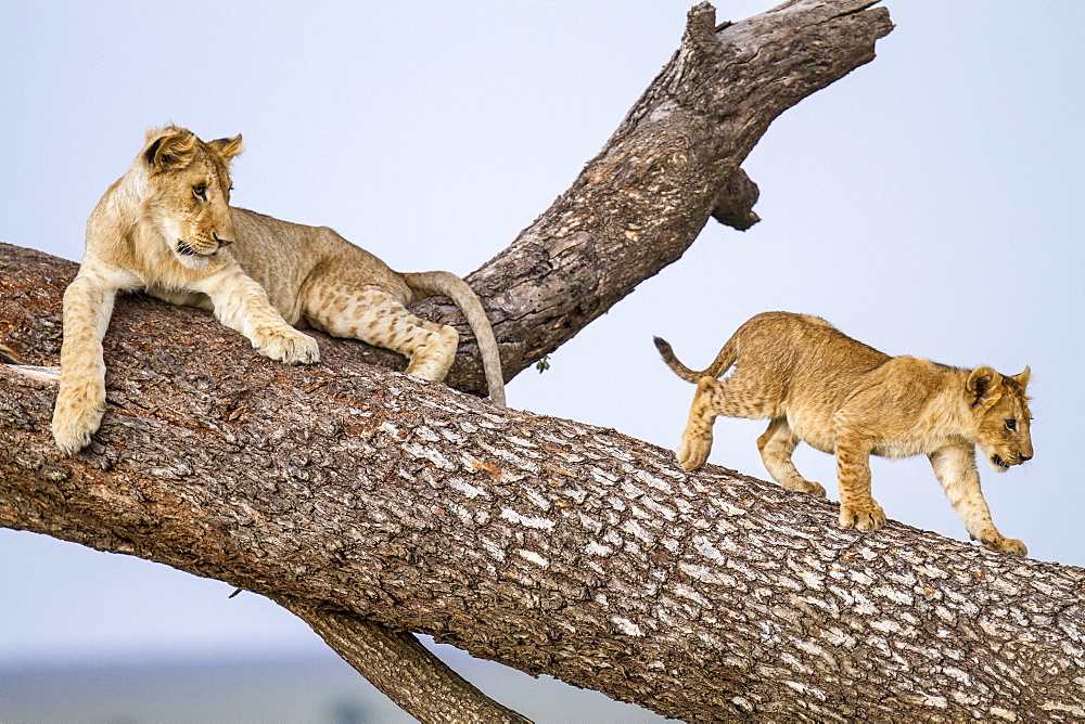 Kenya, Masai-Mara game reserve, Lion (Panthera leo), cubs
