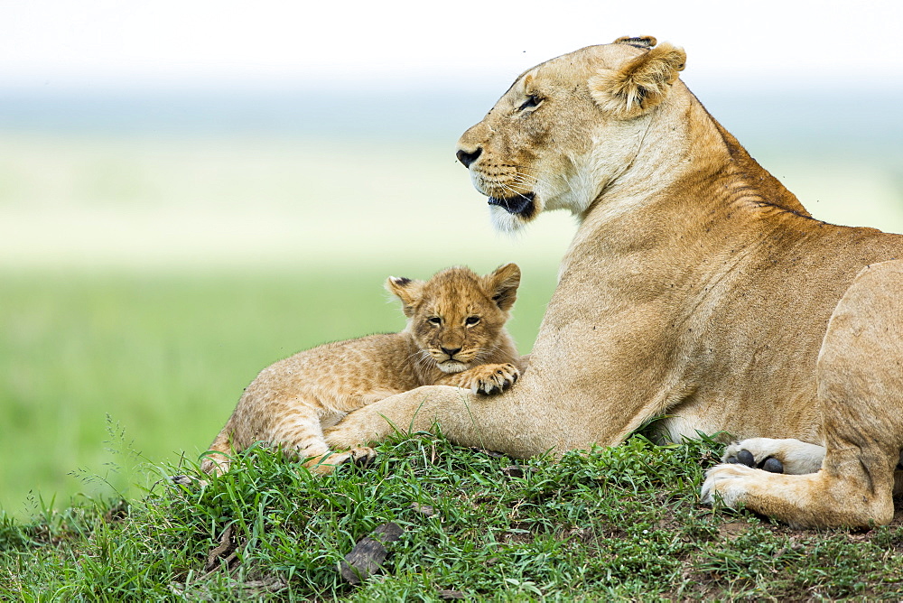 Kenya, Masai-Mara game reserve, Lion (Panthera leo), female and very young cubs