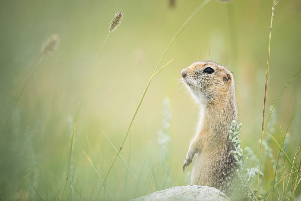 Pallid ground squirrel (Spermophilus pallidicauda) lookout, Tsaritsyn Ereg - Province of Arkhangai - Mongolia