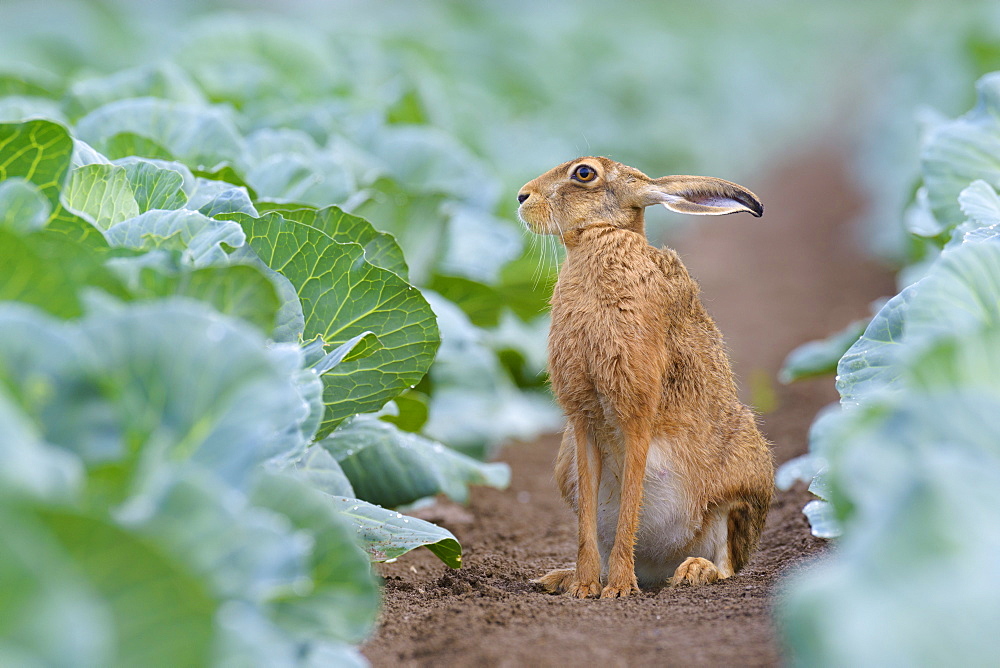 European Brown Hare (Lepus europaeus) in Green Cabbage Field, Summer, Hesse, Germany, Europe