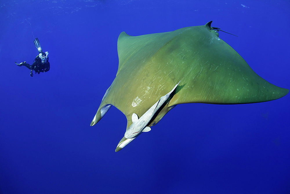 Scuba diver with sicklefin Mantas, Mobula tarapacana, Ambrosio dive site, Santa Maria Island, Azores, Portugal, Atlantic Ocean