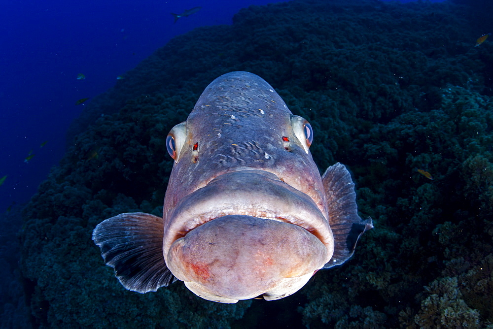 Dusky grouper, Epinephelus marginatus, Formigas Islet dive site, 27 miles northeast of Santa Maria Island, Azores, Portugal, Atlantic Ocean