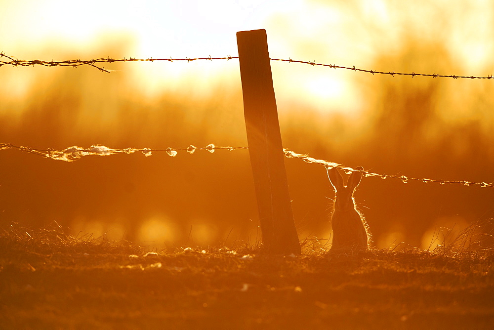 Brown hare (Lepus europaeus) Brown hare silhouette at sunset, England, Winter