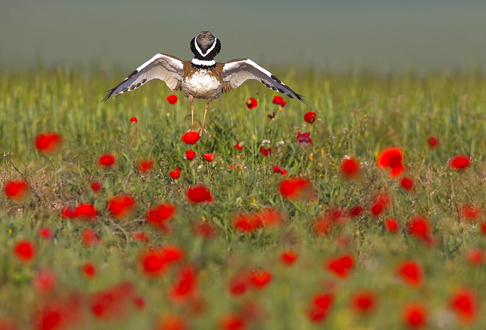 Little bustard (Teyrax tetrax) Bustard Displaying amongst poppies at sunrise, Spain, Spring