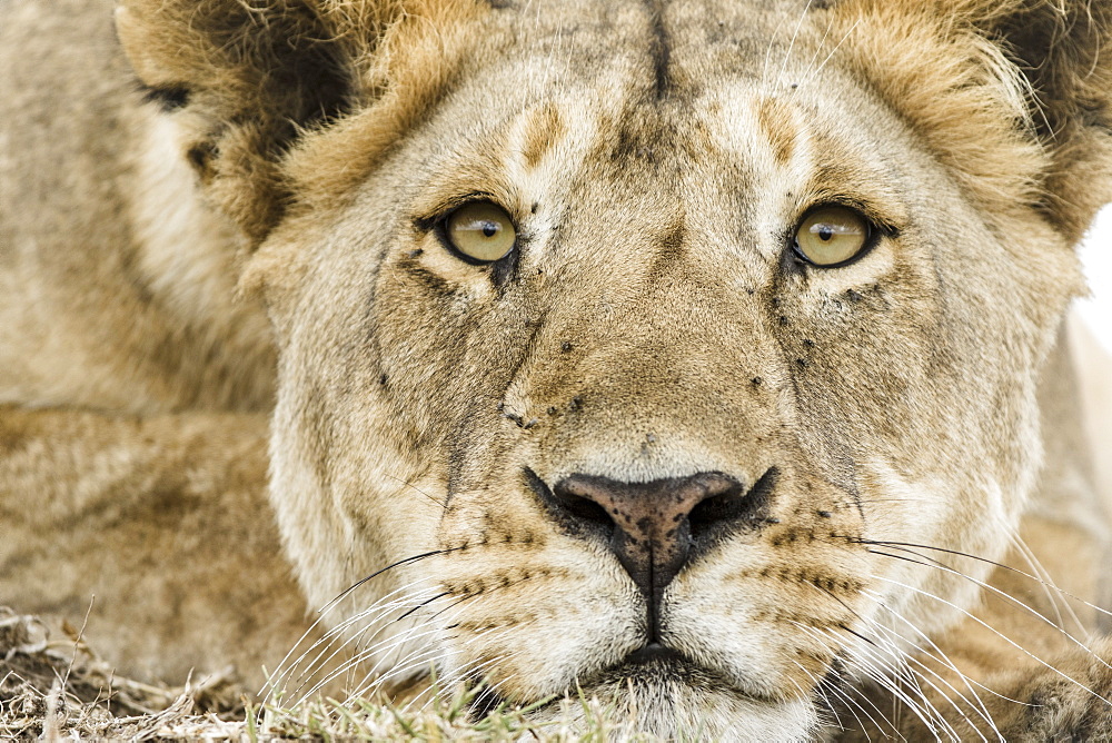 Kenya, Masai-Mara game reserve, lion (Panthera leo), female