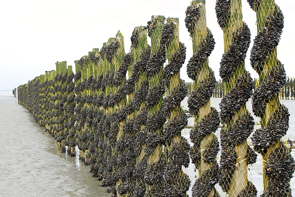 Bouchot Mussels (Mytilus edulis) surrounding the piles by catinage in Planguenoual, Brittany, France