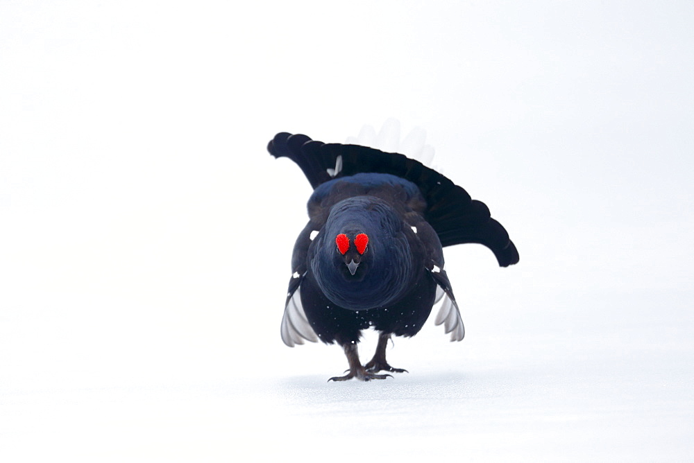 Black grouse (Lyrurus tetrix), single male on snow, Finland