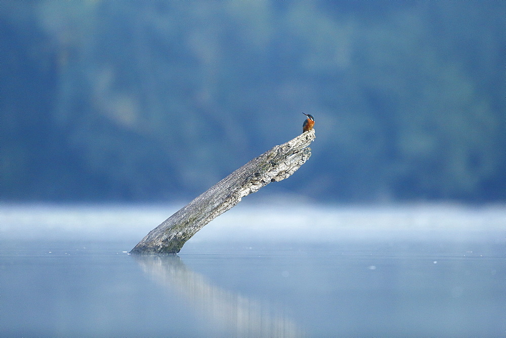 Common Kingfisher (Alcedo atthis) on a trunk out of the water - Offendorf, Alsace, France