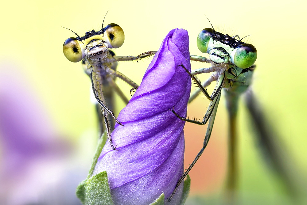 two damselflies on a wild flower