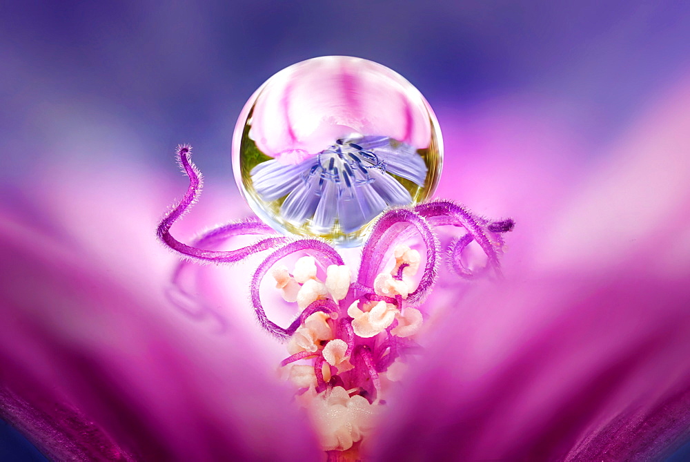 Drop of dew suspended on the stamens of a mallow flower