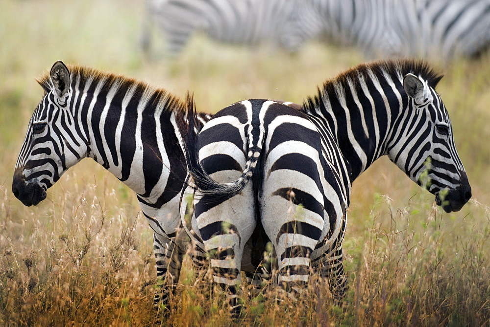 two zebras in the savannah, Tanzania