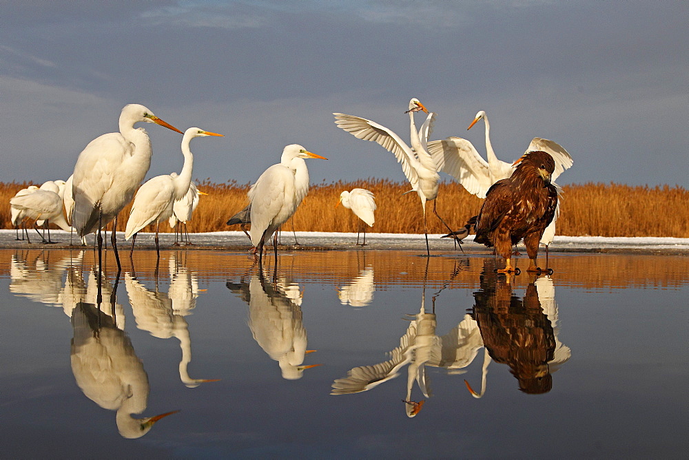 Young White-tailed Eagle (Haliaeetus albicilla) and Great Egrets on a pond in winter , Hungary