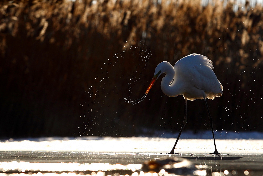 Great Egret ( Egretta alba ) and water drops against the light , Hungary