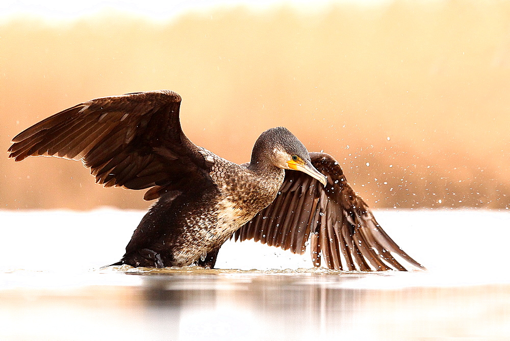 Great Cormorant (Phalacrocorax carbo) wings spread on the surface of a pond in winter, Hungary