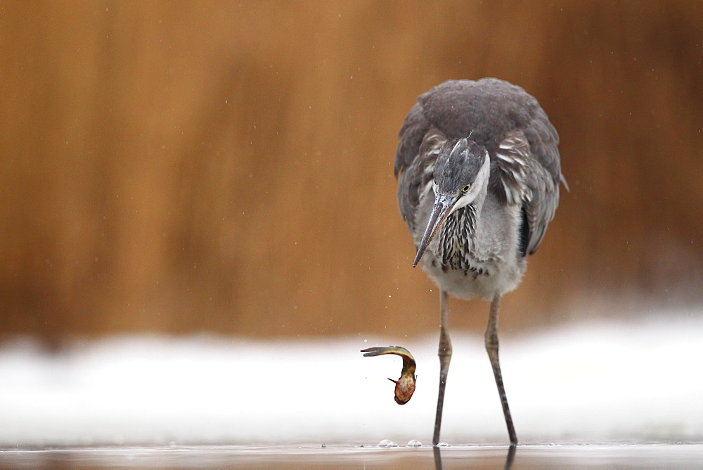 Grey Heron (Ardea cinerea) having released his fish , Hungary