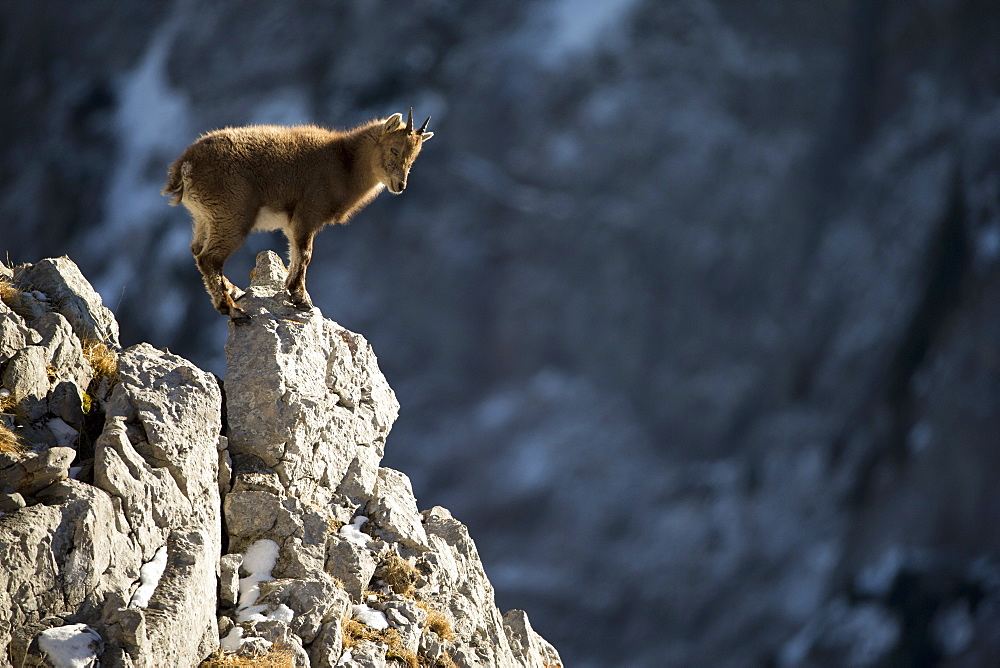 Young Alpine Ibex (Capra ibex) on rock, Alps , Switzerland.