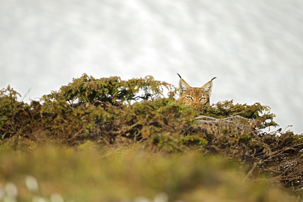 Eurasian lynx (Lynx lynx) hidden in bushes, Vaud alps, Switzerland
