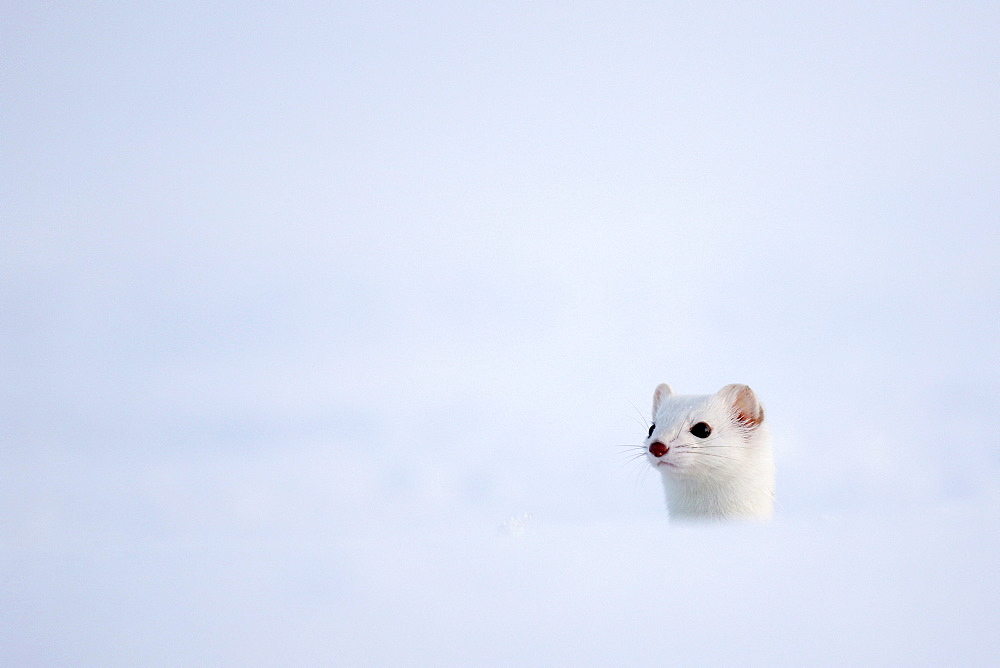 Portrait of Ermine ( Mustela erminea ) in white coat of winter on snow, Prealps.