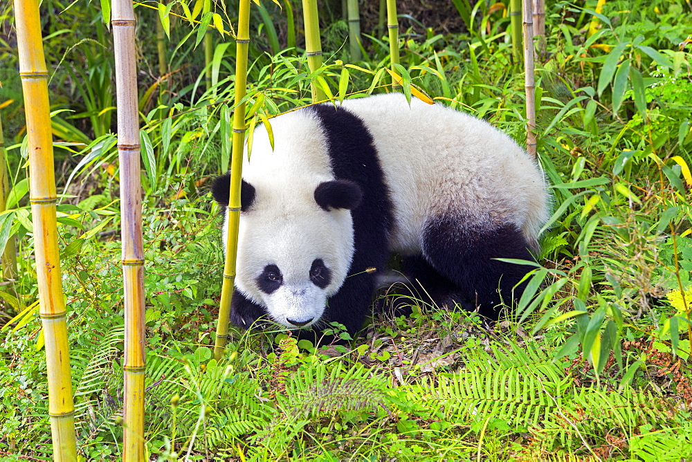 Giant Panda (Ailuropoda melanoleuca),captive, Chengdu Panda Base, Sichuan, China