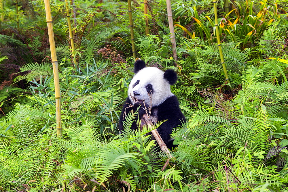 Giant Panda (Ailuropoda melanoleuca),captive, Chengdu Panda Base, Sichuan, China