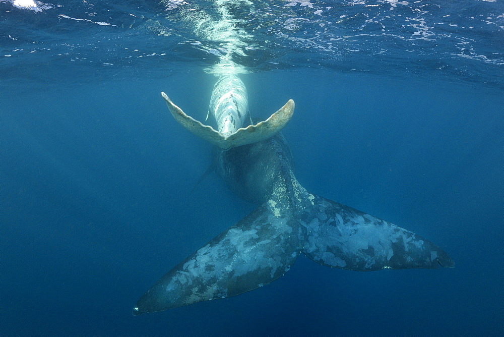 White southern right whale calf swimming with its mother, Port St-Johns, South Africa