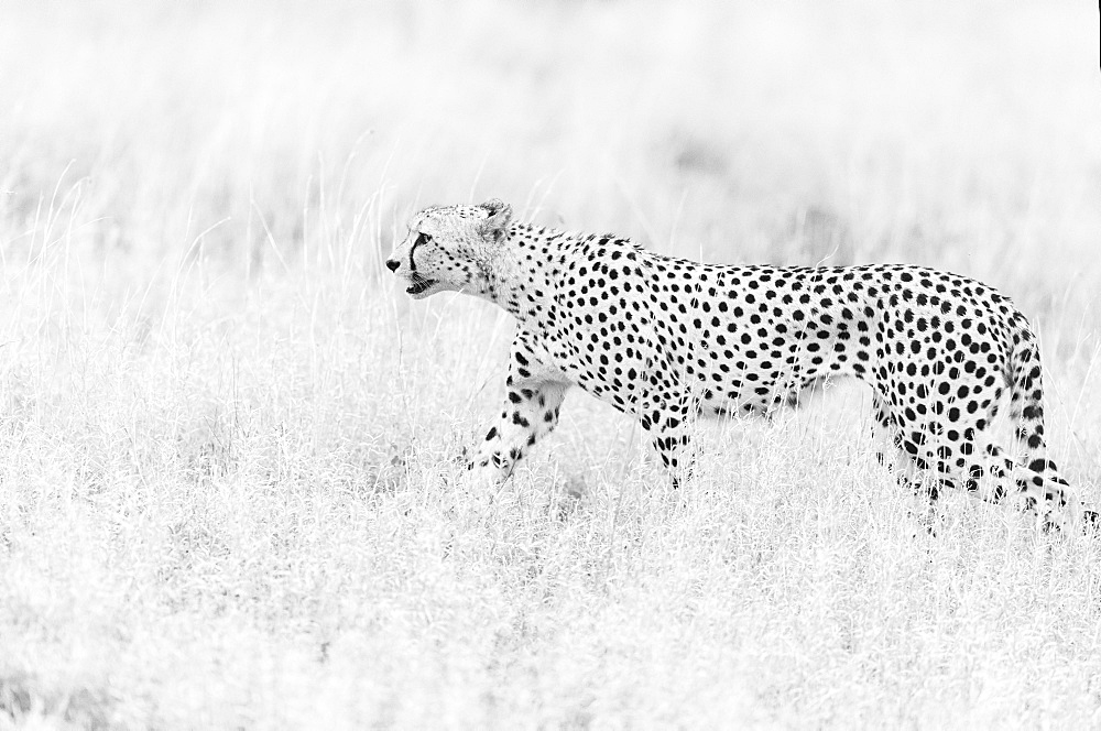 Cheetah (Acinonyx jubatus) walking in savanna, Kruger national ParK, South Africa