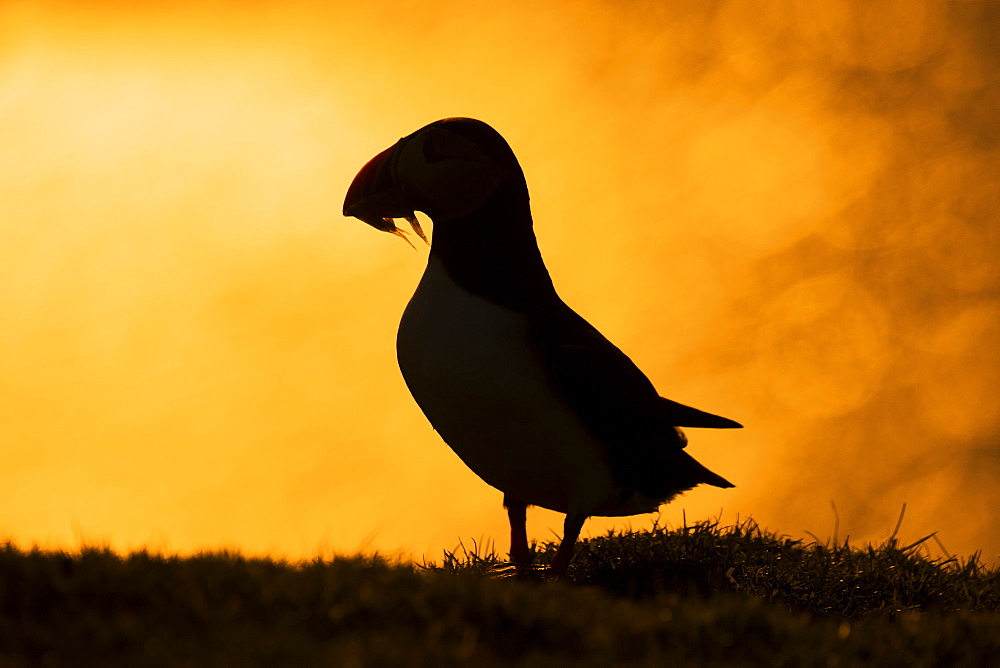 Puffin (Fratercula arctica) Bird silhouette at sunset, Shetland, Spring