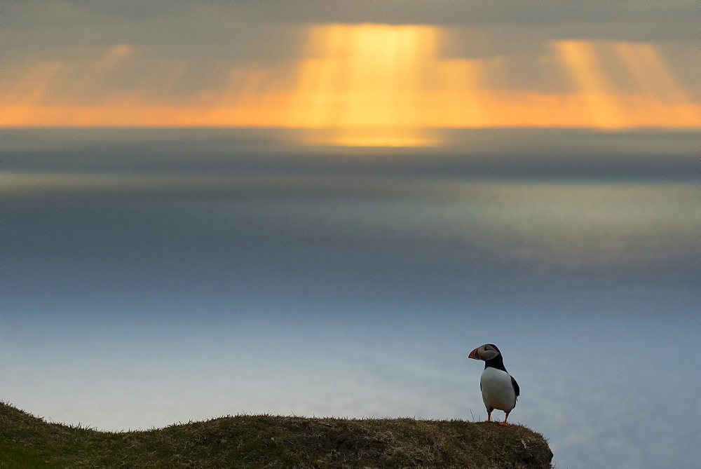 Puffin (Fratecula arctica) Puffin at sunset, Hermaness, Shetland, Summer